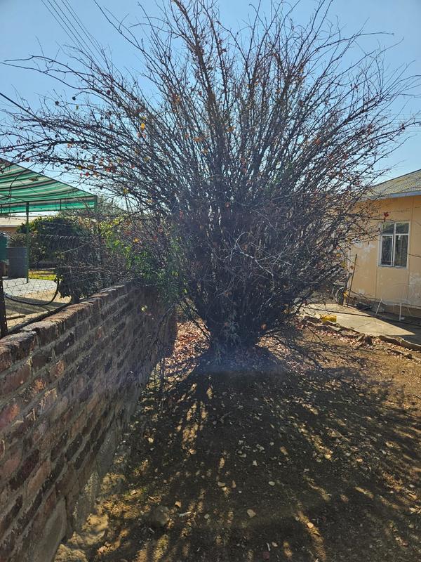 3 Bedroom Property for Sale in Gariepdam Free State